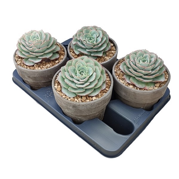 <h4>ECHEVERIA ATLANTIS IN TERRACOTTA POT Ø 15 - TRAY 4 PCS (SUCCULENTEN)</h4>