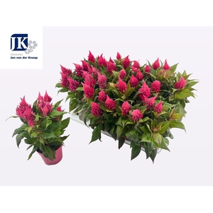 CEL PL KEL FIRE PINK