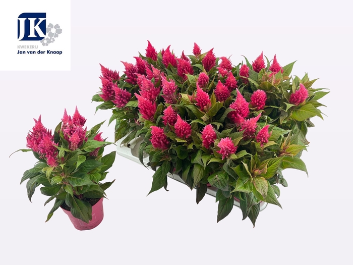 <h4>CEL PL KEL FIRE PINK</h4>