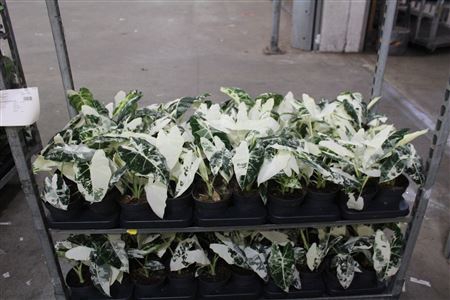 <h4>Aloc Frydeck Variegata</h4>