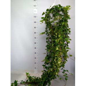 Hedera helix 'Mein Herz'