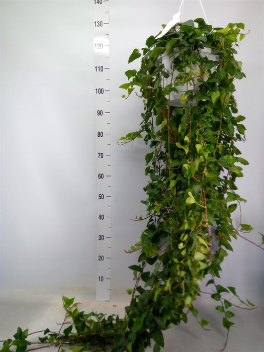 <h4>Hedera helix 'Mein Herz'</h4>