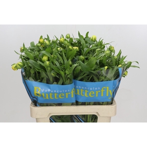 Ranunculus Butterfly Phytalos