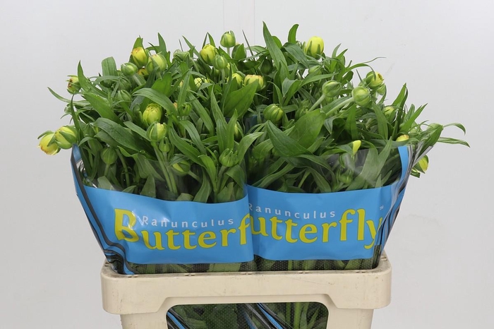 <h4>Ranunculus Butterfly Phytalos</h4>