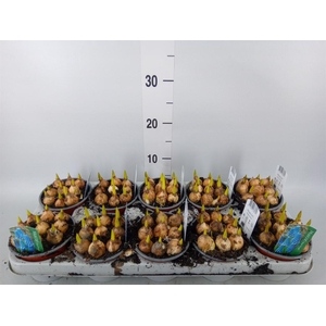 Muscari  'Magic Blue'