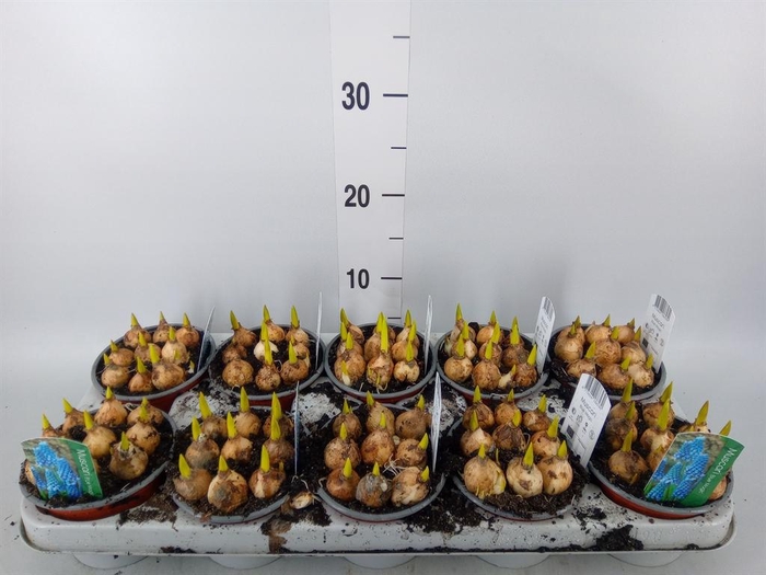 <h4>Muscari  'Magic Blue'</h4>