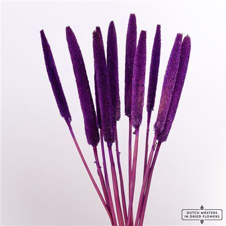 Dried Babala X5 10pc Purple Bunch