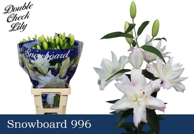 <h4>LI OR DU SNOWBOARD</h4>