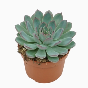 Echeveria