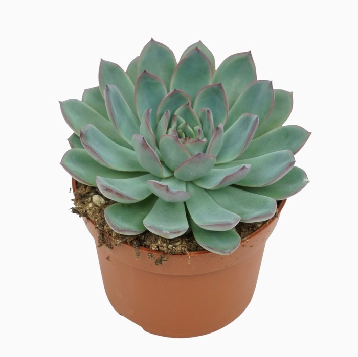 <h4>Echeveria</h4>