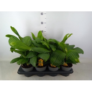 Planten   ...green L%