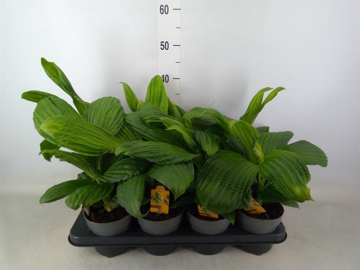 <h4>Planten   ...green L%</h4>