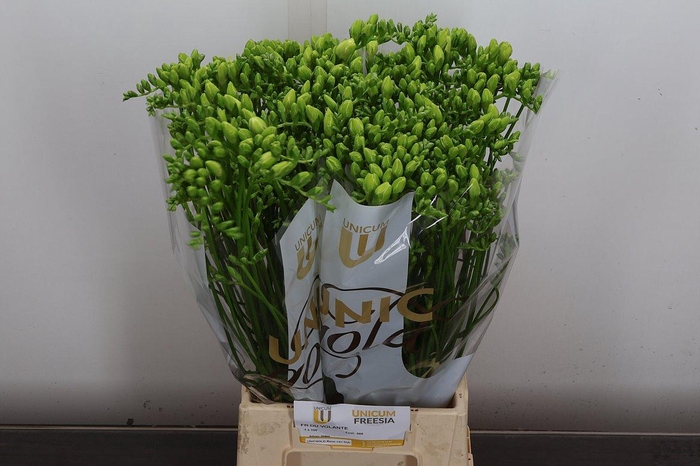 <h4>Fr Du Volante</h4>