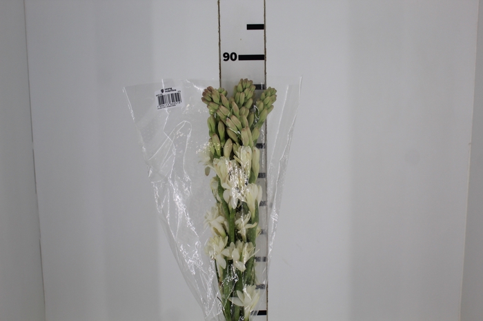 <h4>ANGELICA 080 CM</h4>