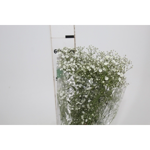 GYPSOPHILA DYNAMIC LOVE 070 CM