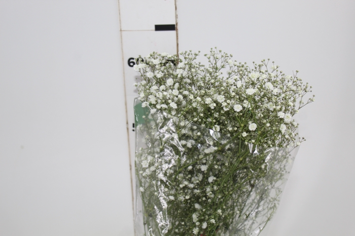 <h4>GYPSOPHILA DYNAMIC LOVE 070 CM</h4>