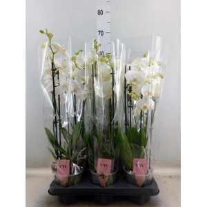 Phalaenopsis  'Ant Inverness'