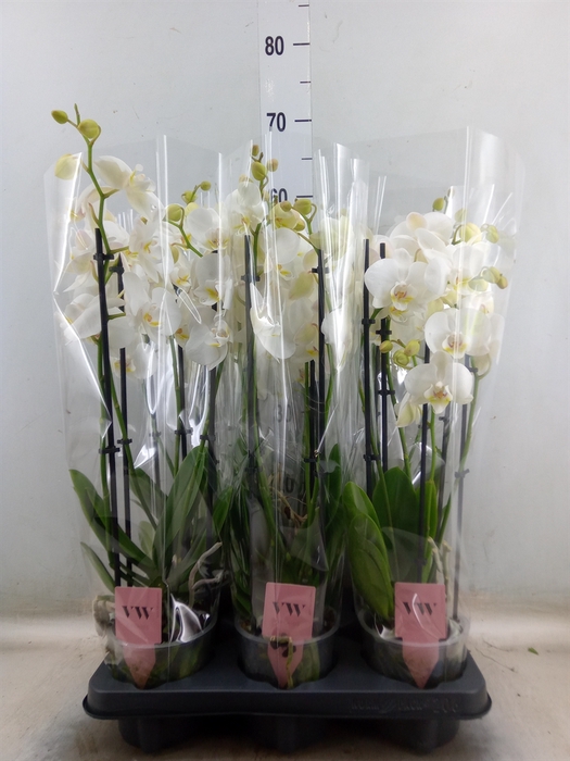 <h4>Phalaenopsis  'Ant Inverness'</h4>