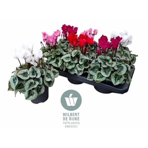 CYCL MD SUP REMBRAND