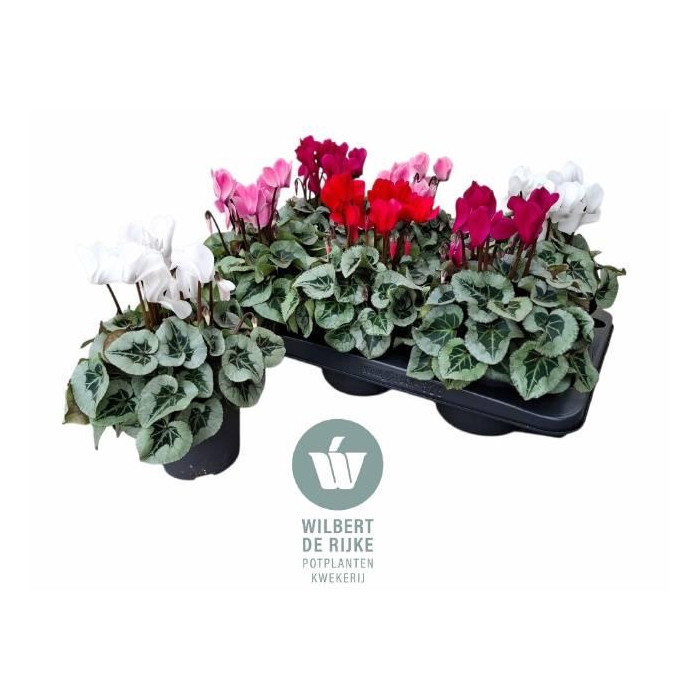 <h4>CYCL MD SUP REMBRAND</h4>