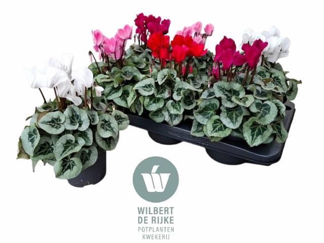 <h4>CYCL MD SUP REMBRAND</h4>