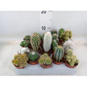 Cactus   ...mix