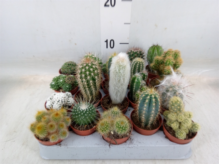 <h4>Cactus   ...mix</h4>
