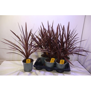 arr8 Cord Aus Red Star