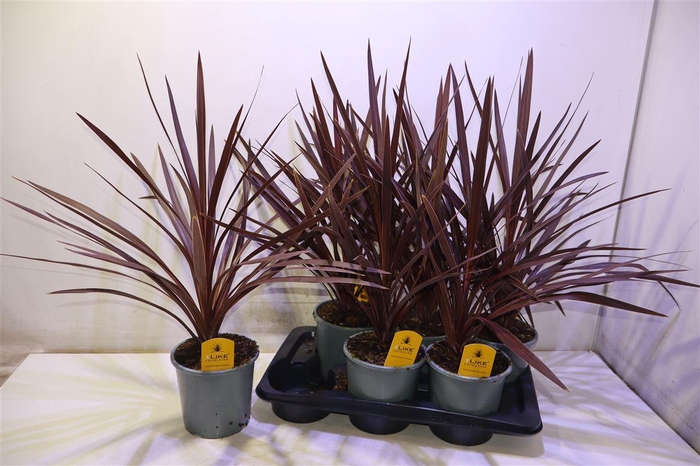 <h4>arr8 Cord Aus Red Star</h4>