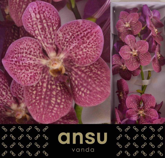 <h4>Vanda 'Nitaya Tropical Punch' x16</h4>