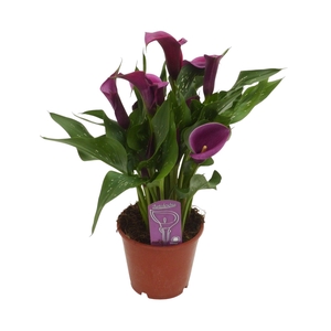 Zantedeschia paars