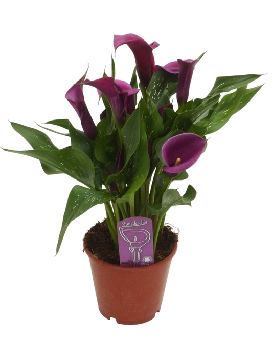 <h4>Zantedeschia paars</h4>