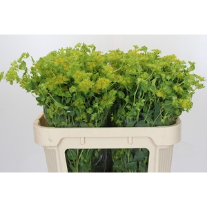 Bupleurum Griffithii