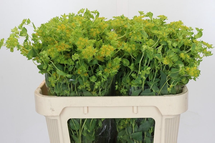 <h4>Bupleurum Griffithii</h4>