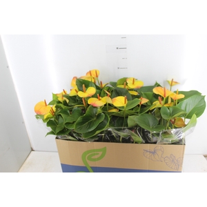 ANTHURIUM COLOURS P15