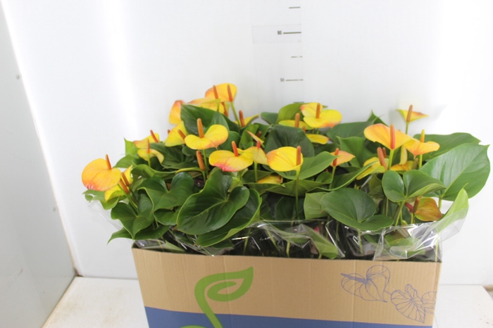 ANTHURIUM COLOURS P15