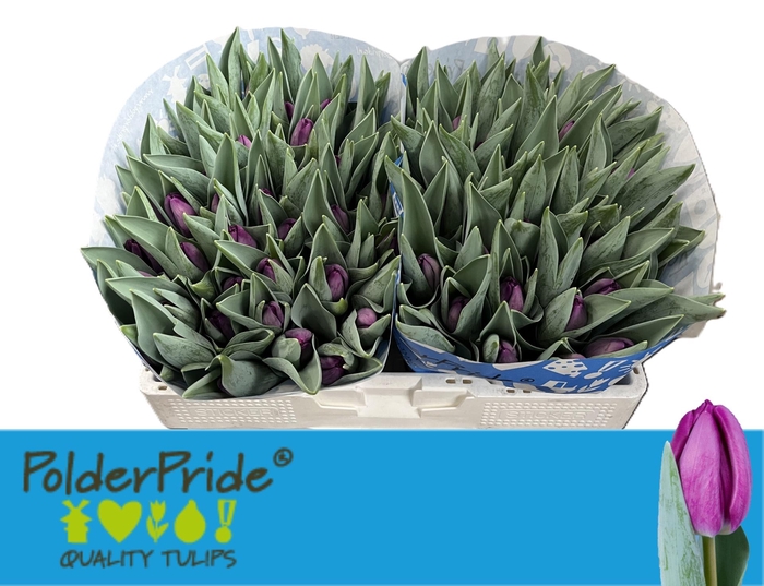 <h4>TU EN BULLIT</h4>