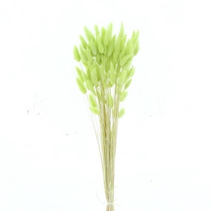 Dried Lagurus Bleached Apple Green Bs