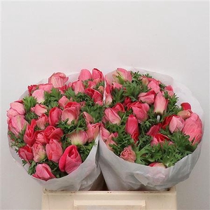 Anem Mistral Pink Super