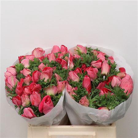 <h4>Anem Mistral Pink Super</h4>