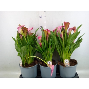 Zantedeschia  'Zazu'