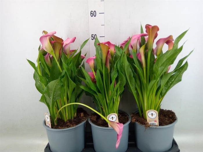 <h4>Zantedeschia  'Zazu'</h4>
