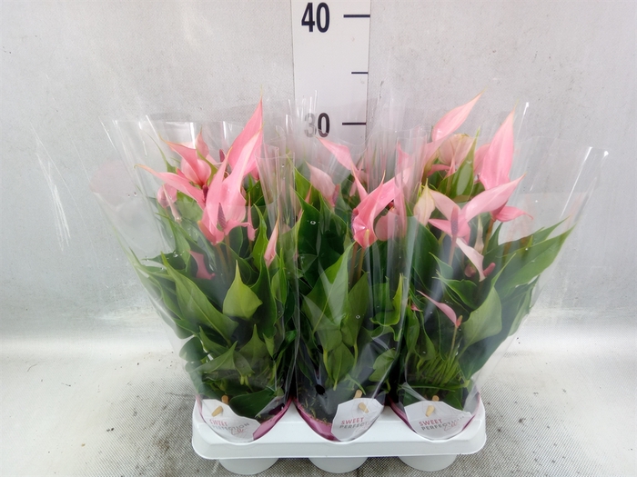 Anthurium andr. 'Lilli'