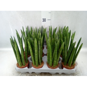 Sansevieria cyl.  ...