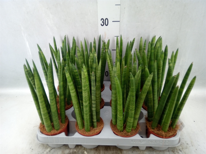 Sansevieria cyl.  ...