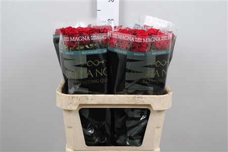 <h4>R Gr Red Naomi!</h4>