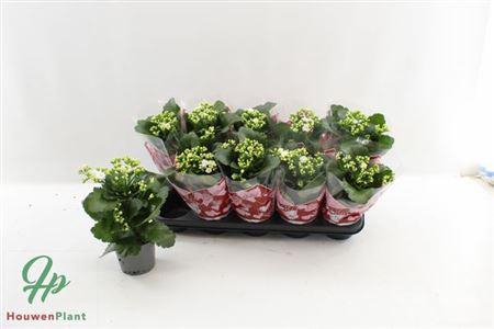 <h4>Kal Ge Perfecta Whit</h4>