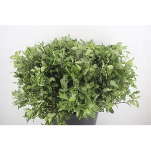 Pittosp Tenuif Green P Bunch