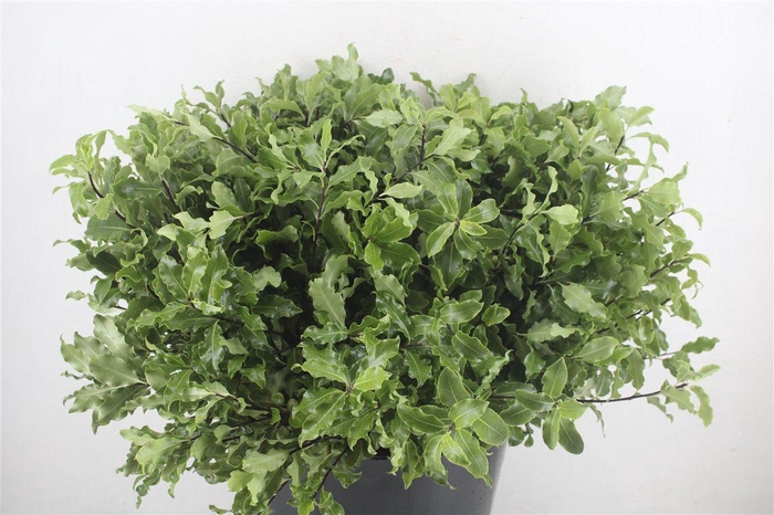 <h4>Pittosp Tenuif Green P Bunch</h4>