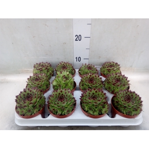 Sempervivum   ...